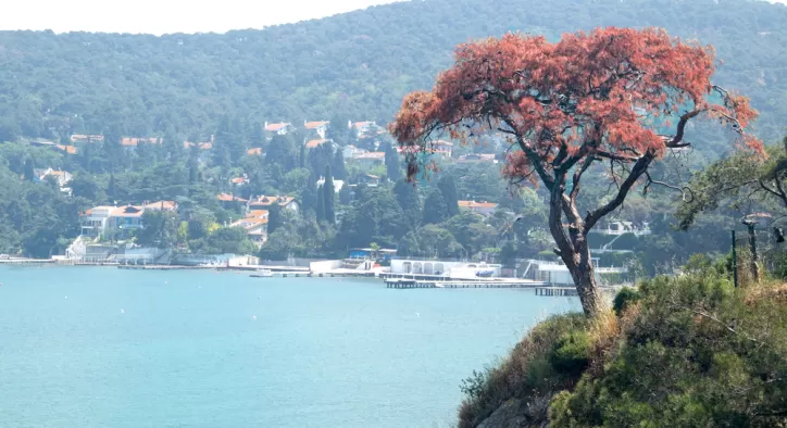 Büyükada Dilburnu Tabiat Parkı: Doğayla İç İçe Huzurlu Bir Gün